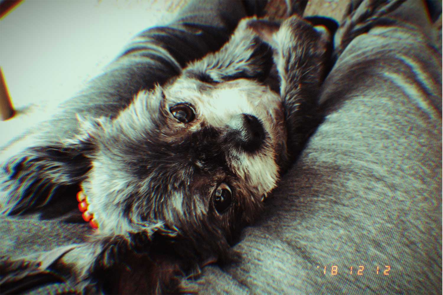 愛犬 写真
