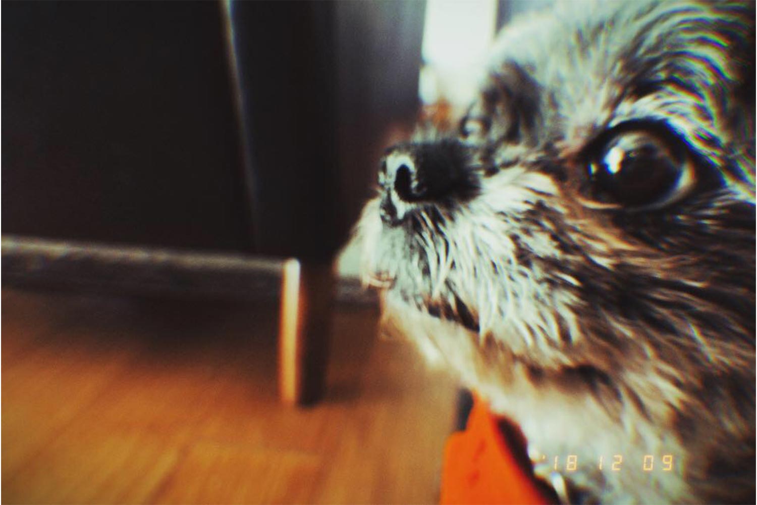 フィルム 愛犬 写真